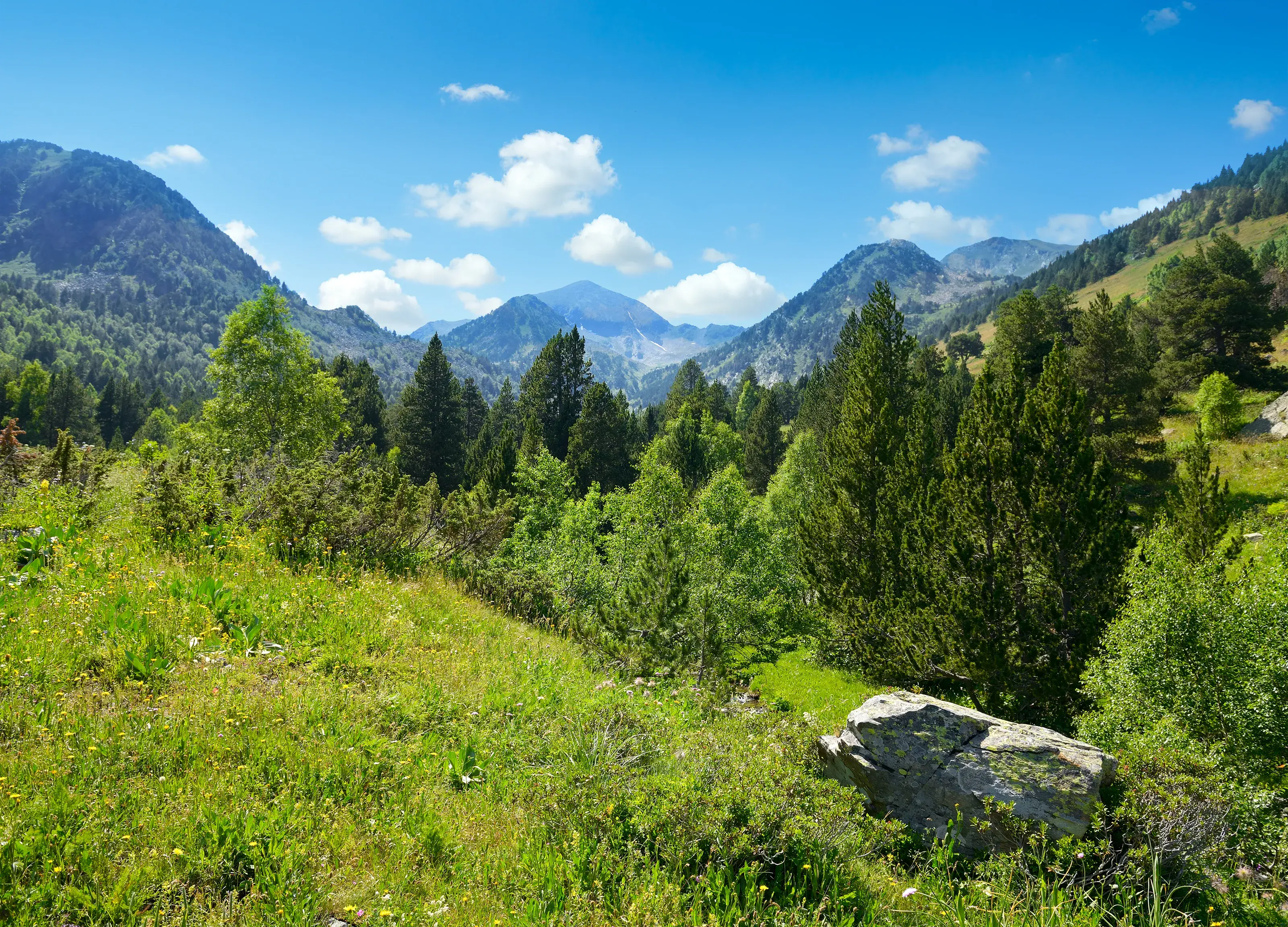 Mountain landscape with green grass and flowers. Andorra, Pyrenees.