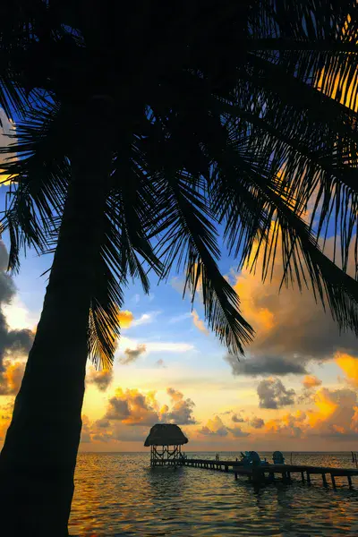 Coconut in Belize