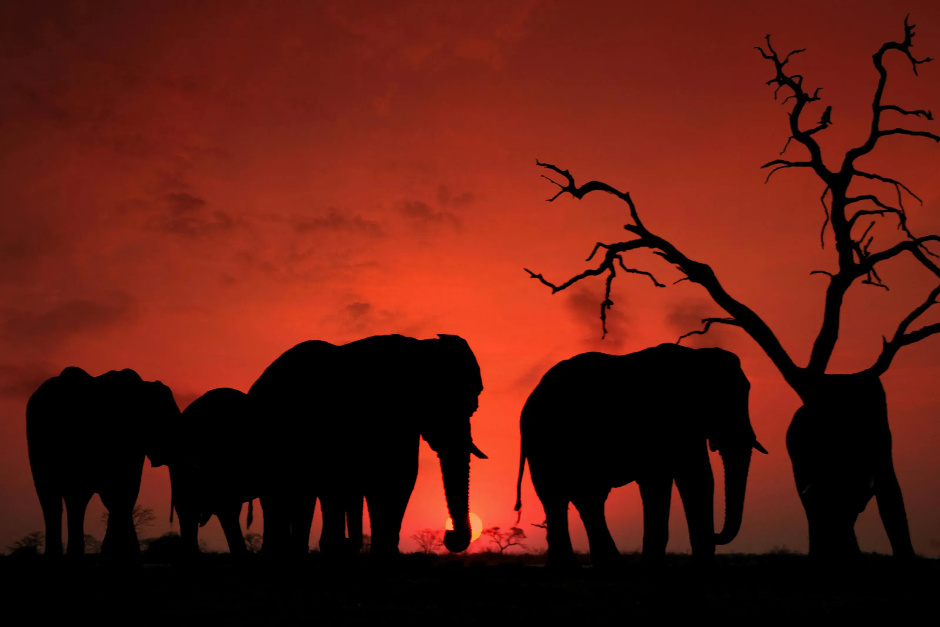 Botswana Elephants