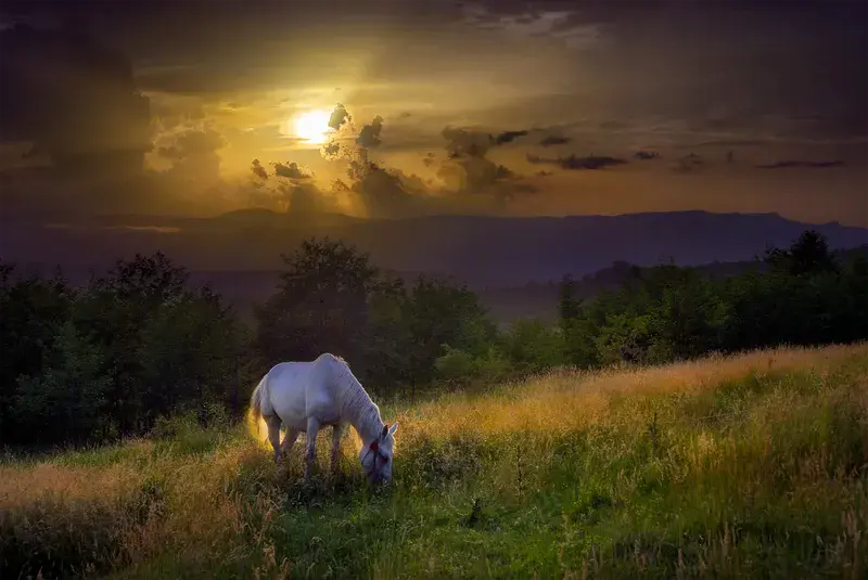 Horse in the Carpathian Mountains, Romania