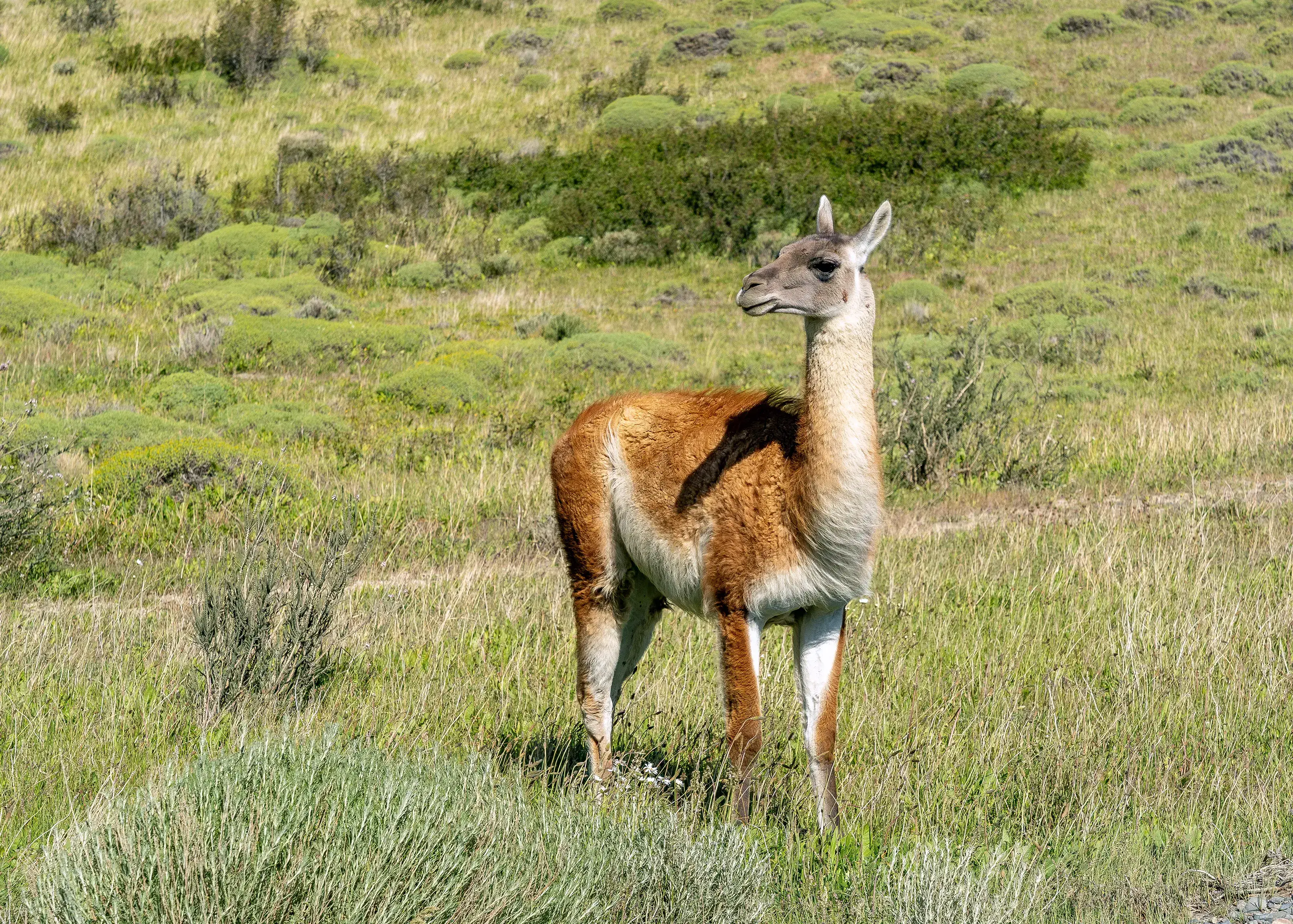 Guanaco in Chile