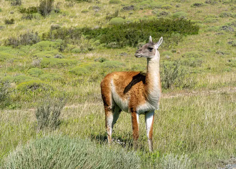 Guanaco in Chile