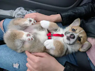Lucky the Corgi as a Puppy