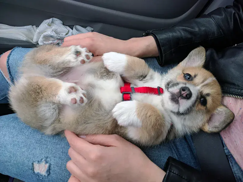 Lucky the Corgi as a Puppy