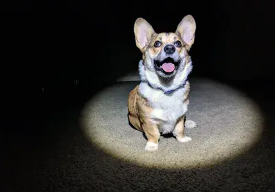 Lucky the Corgi in a Spot Light