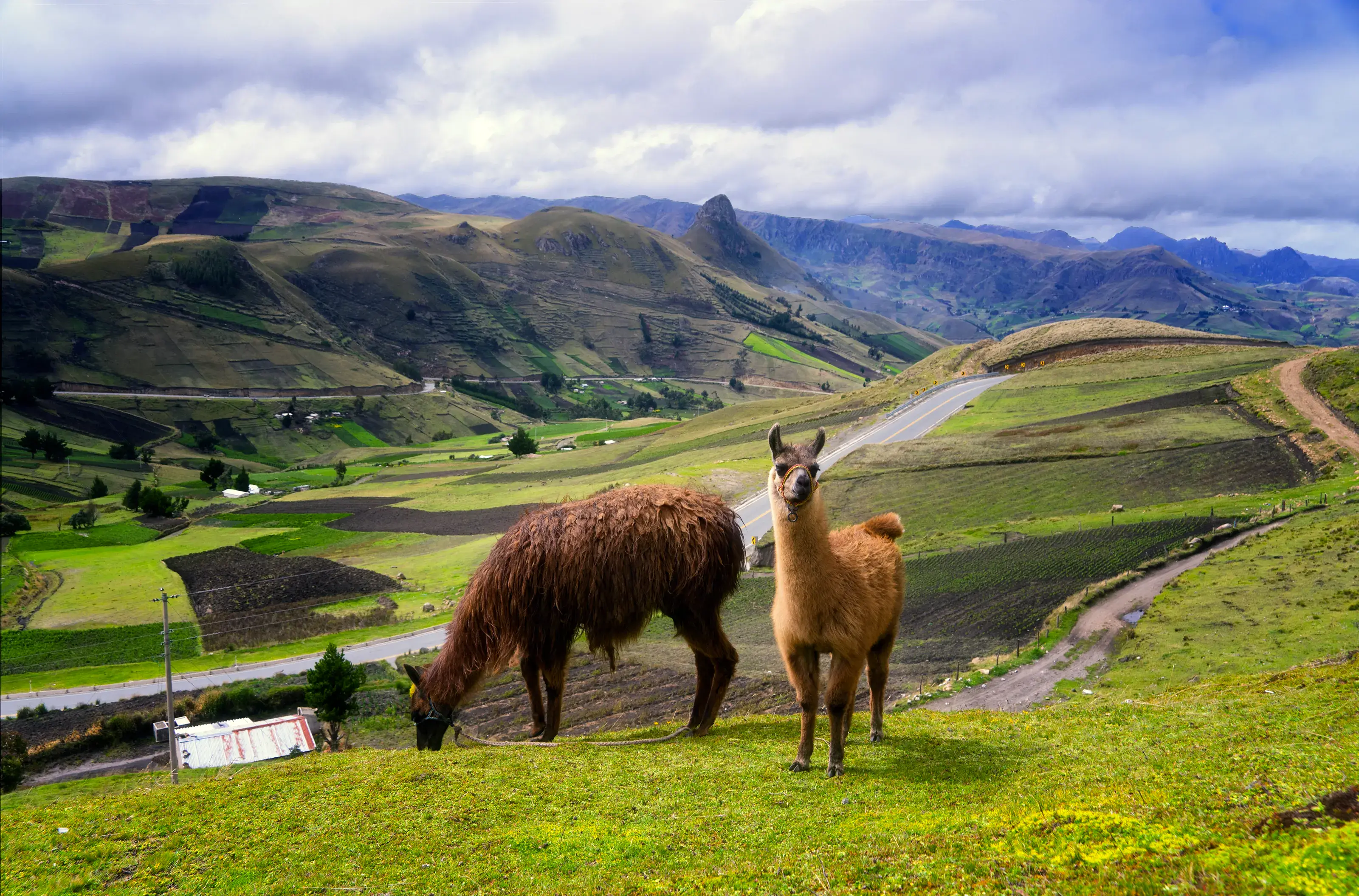 Inquisitive Llama in Ecuador