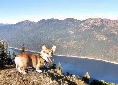 Lucky the Corgi on the Mountain