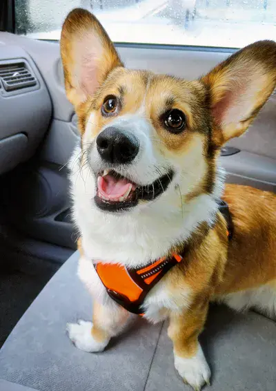 Lucky the Pembroke Welsh Corgi