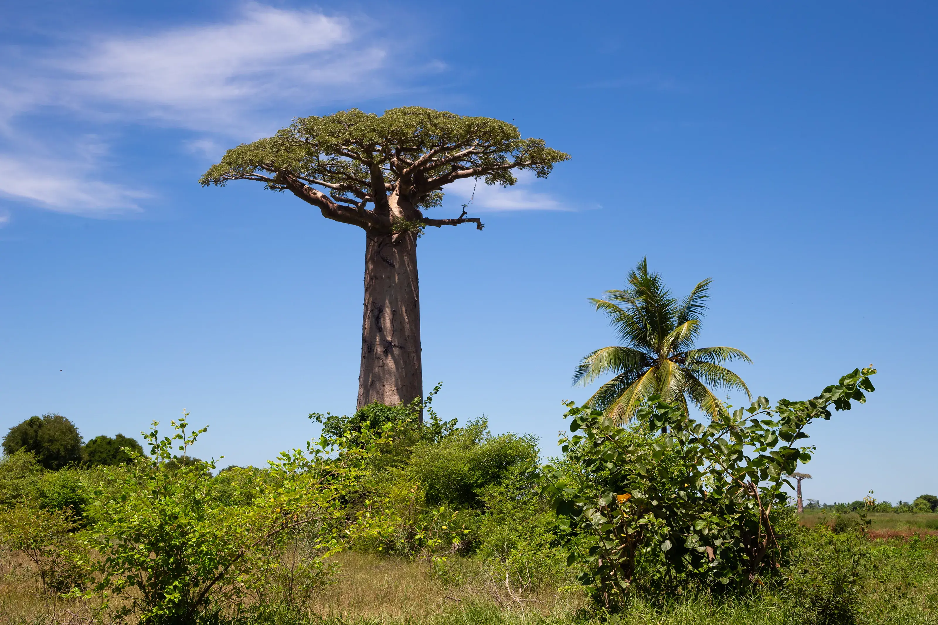 Madagascar