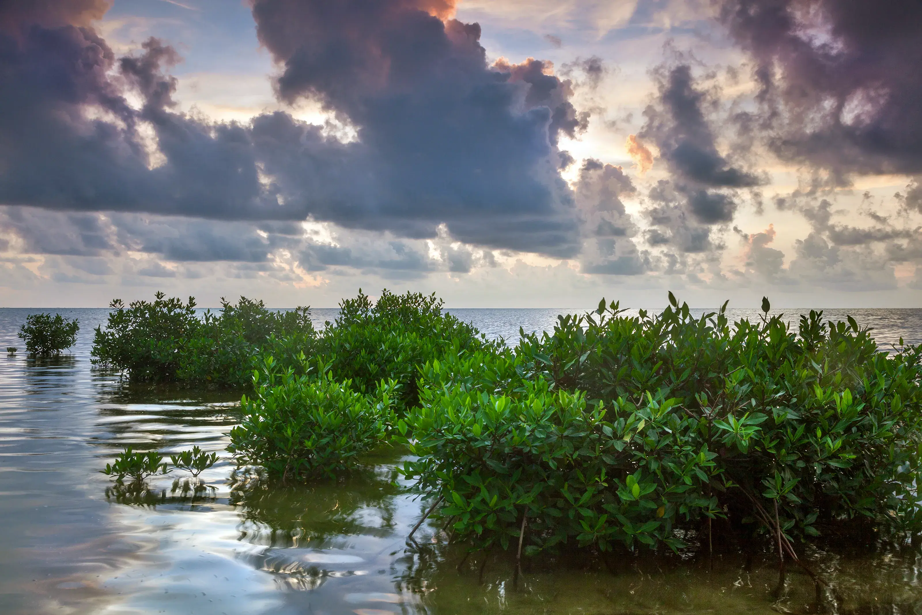 Belize Mangroves