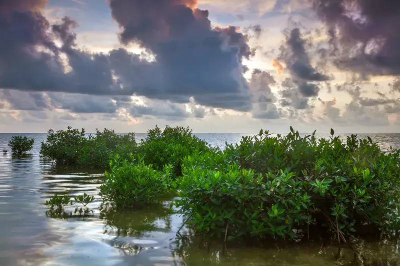 Belize Mangroves