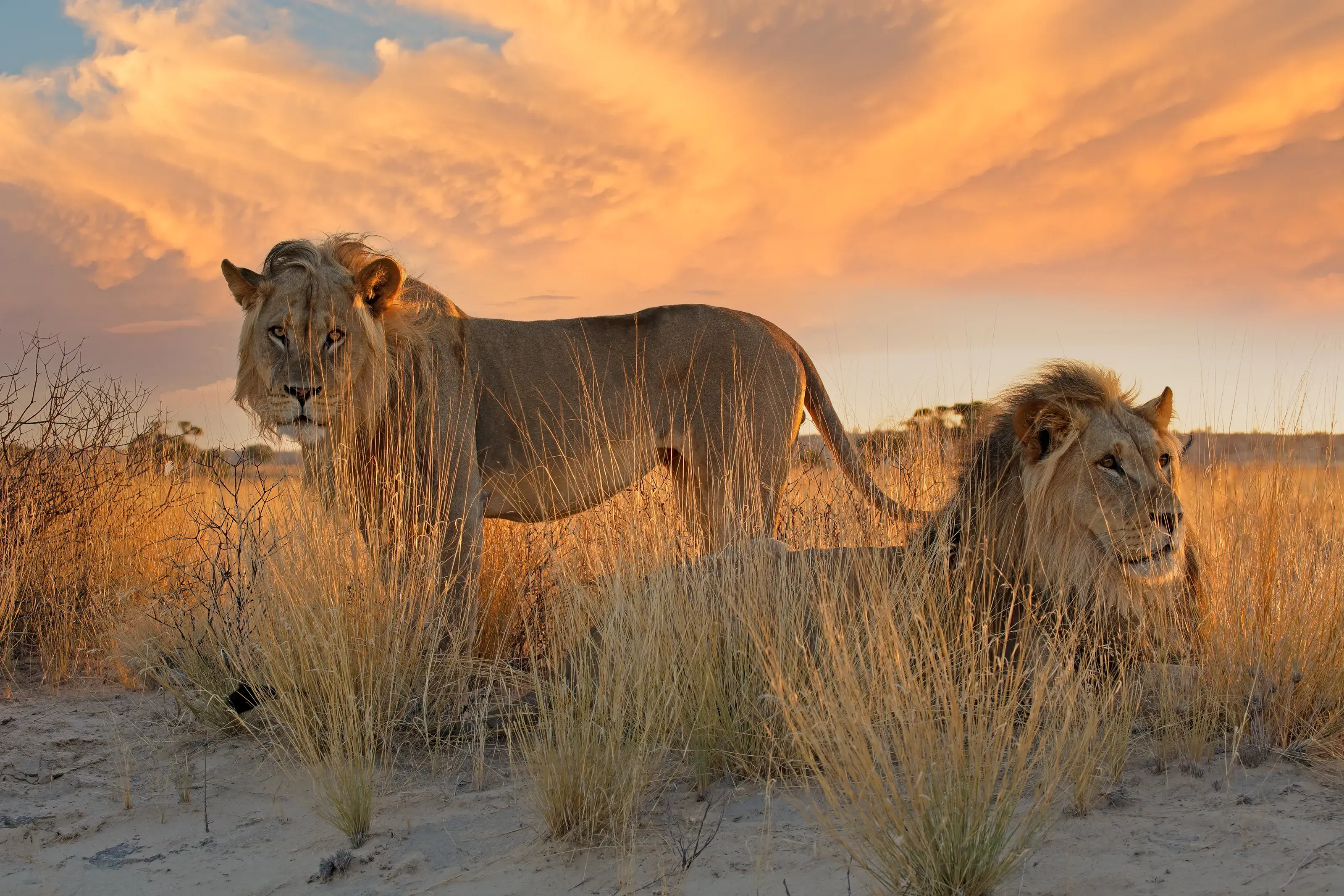 South Africa