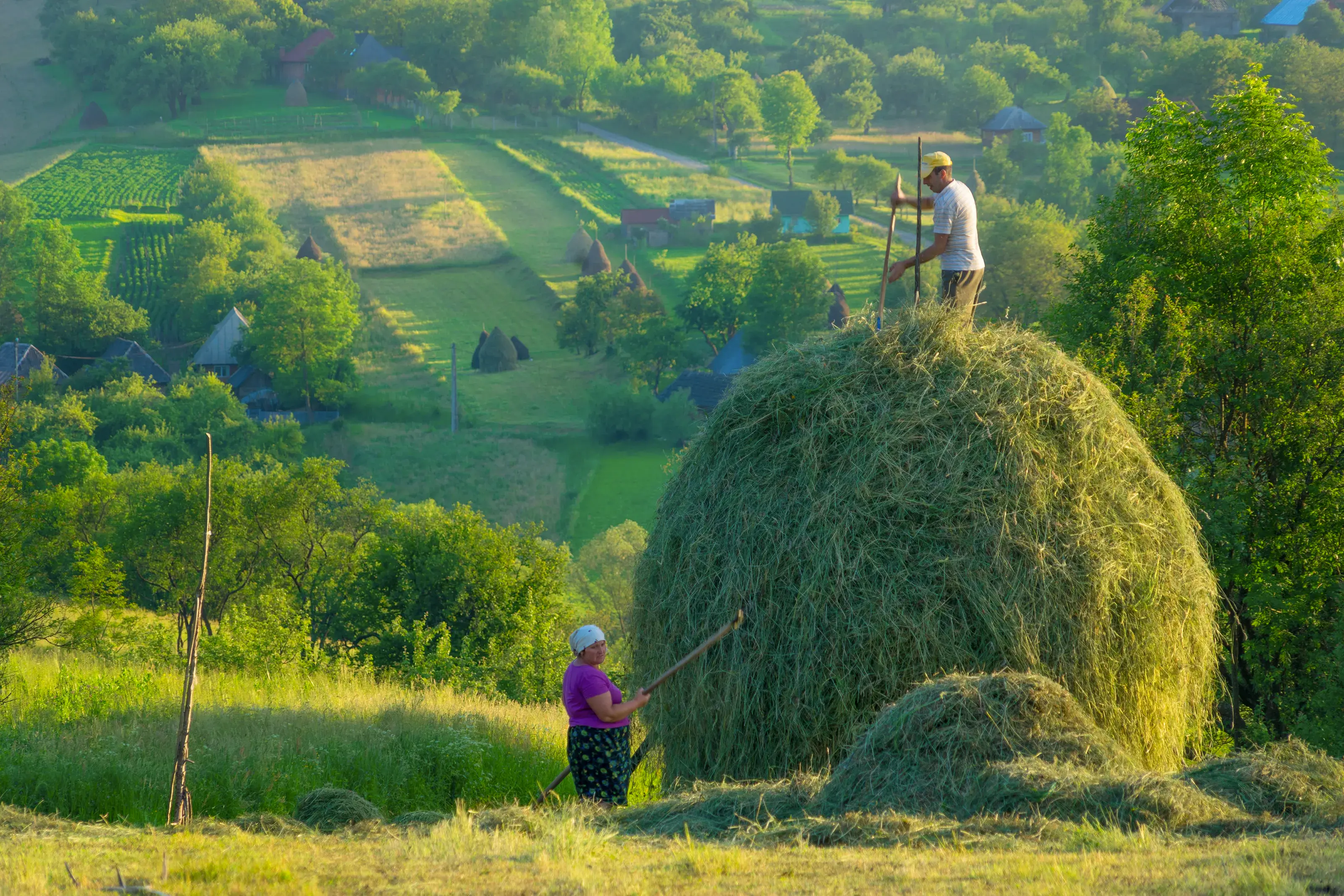 Breb Romania