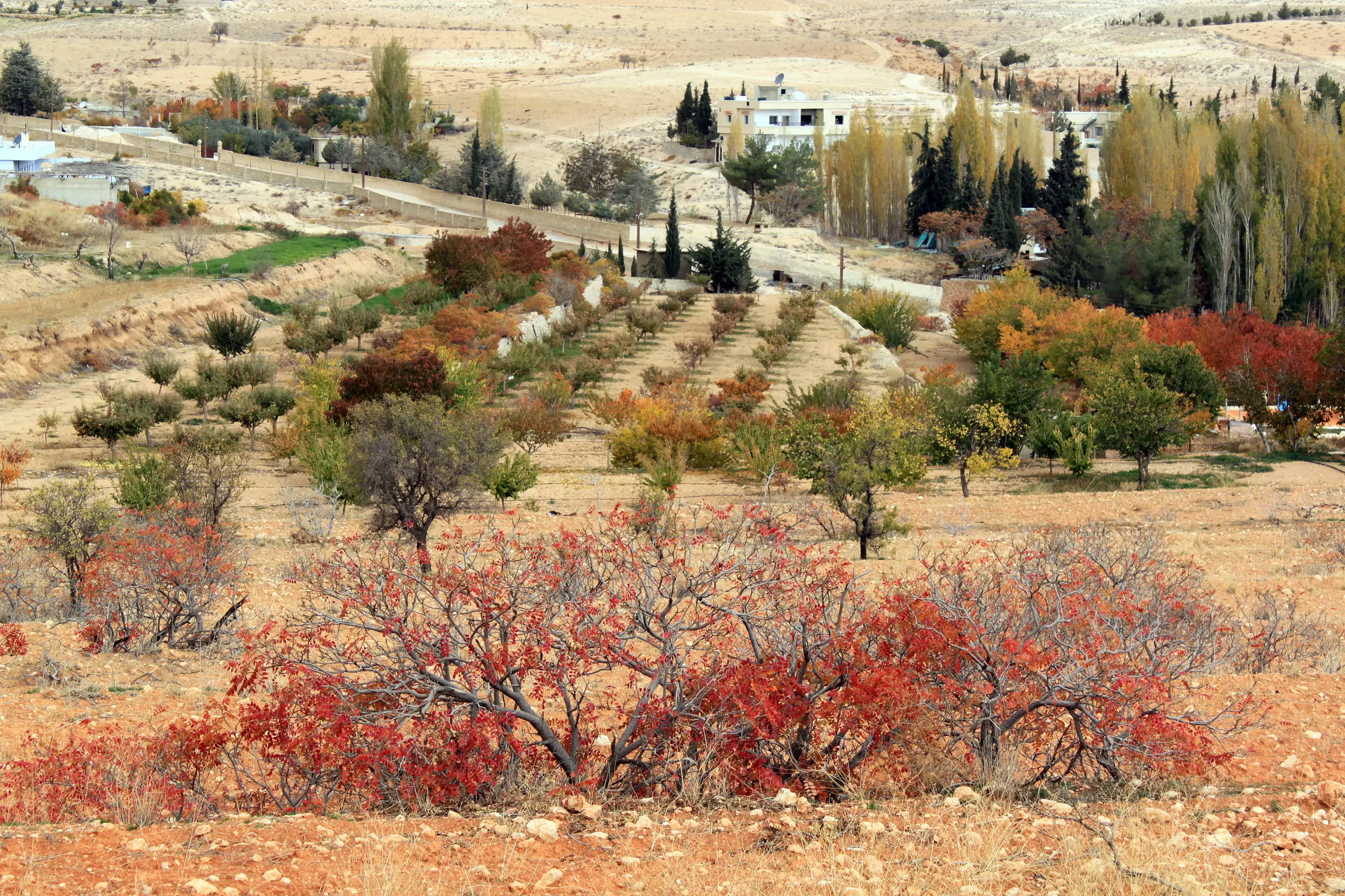 Syria