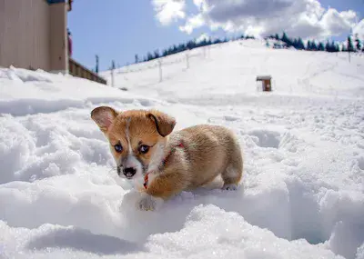 Lucky the Corgi Playing in Snow
