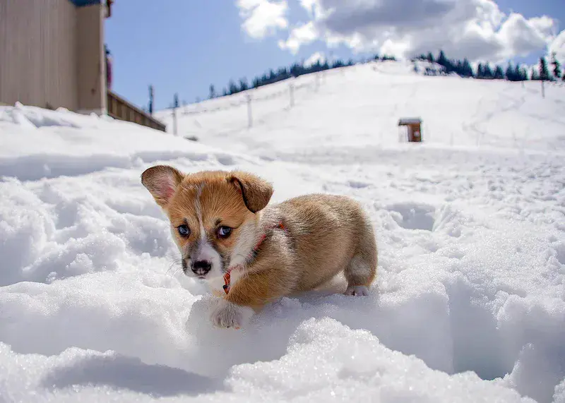 Lucky the Corgi Playing in Snow