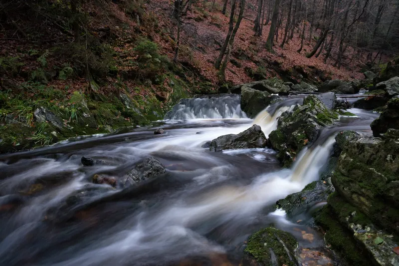 Ardenne Forest, Belgium
