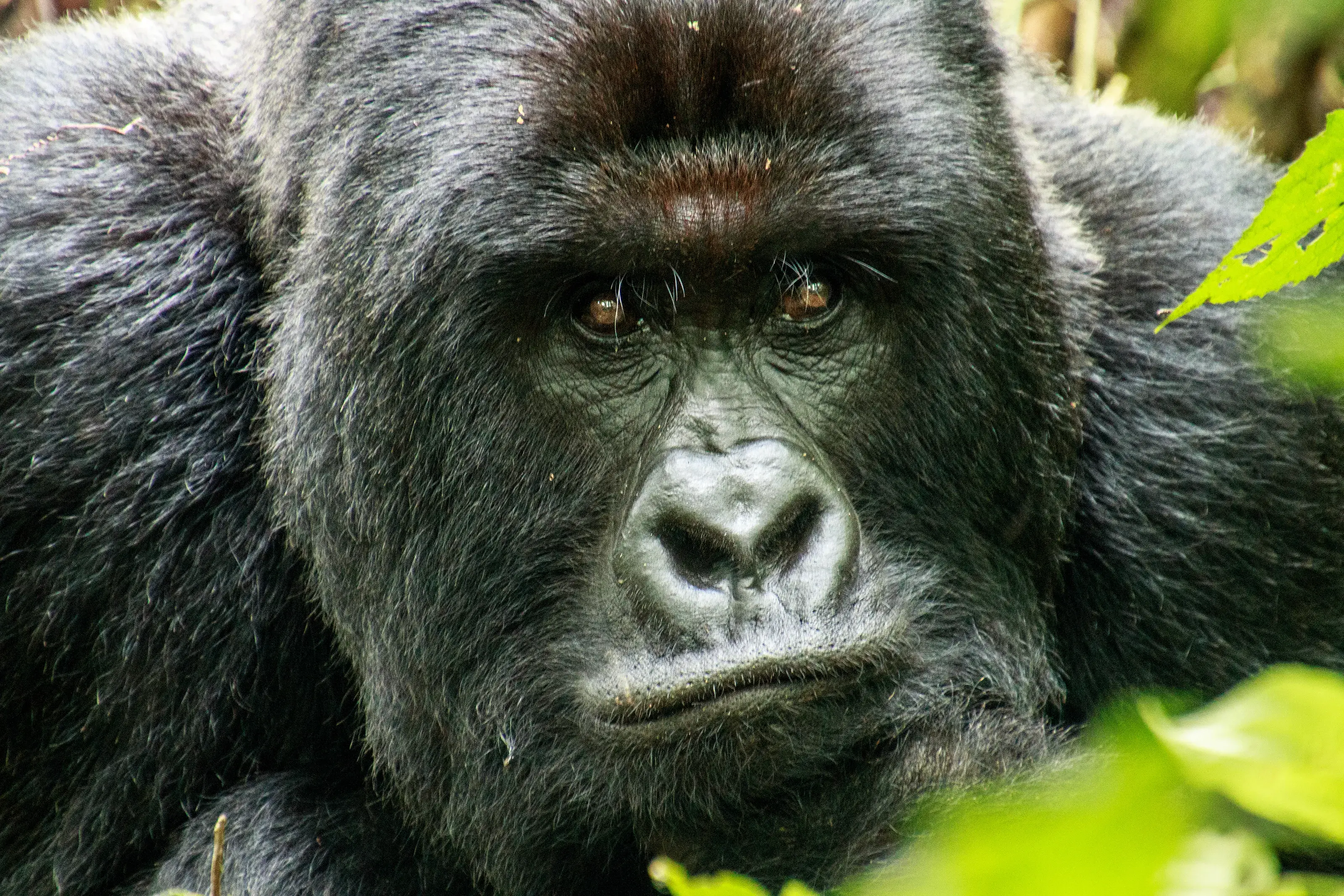Gabon Wildlife