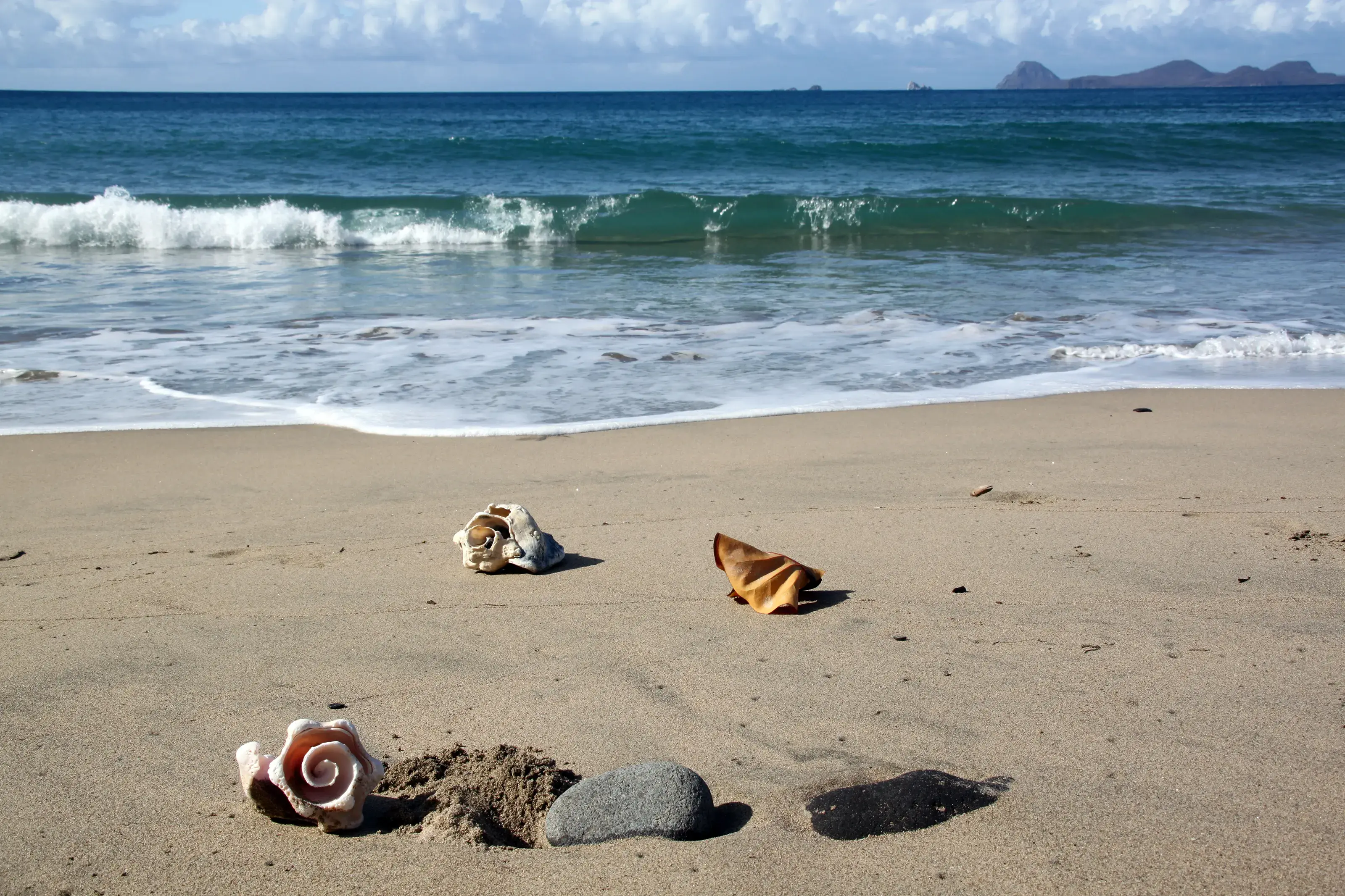Grenada Seashells