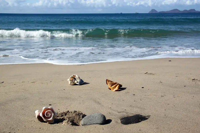 Grenada Seashells