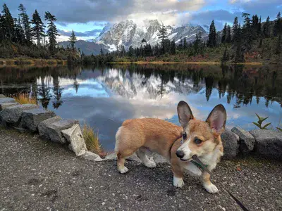 Corgi beneath Mount Shuksan