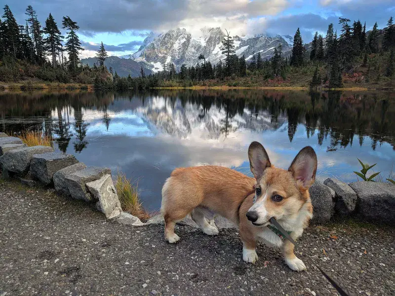 Corgi beneath Mount Shuksan