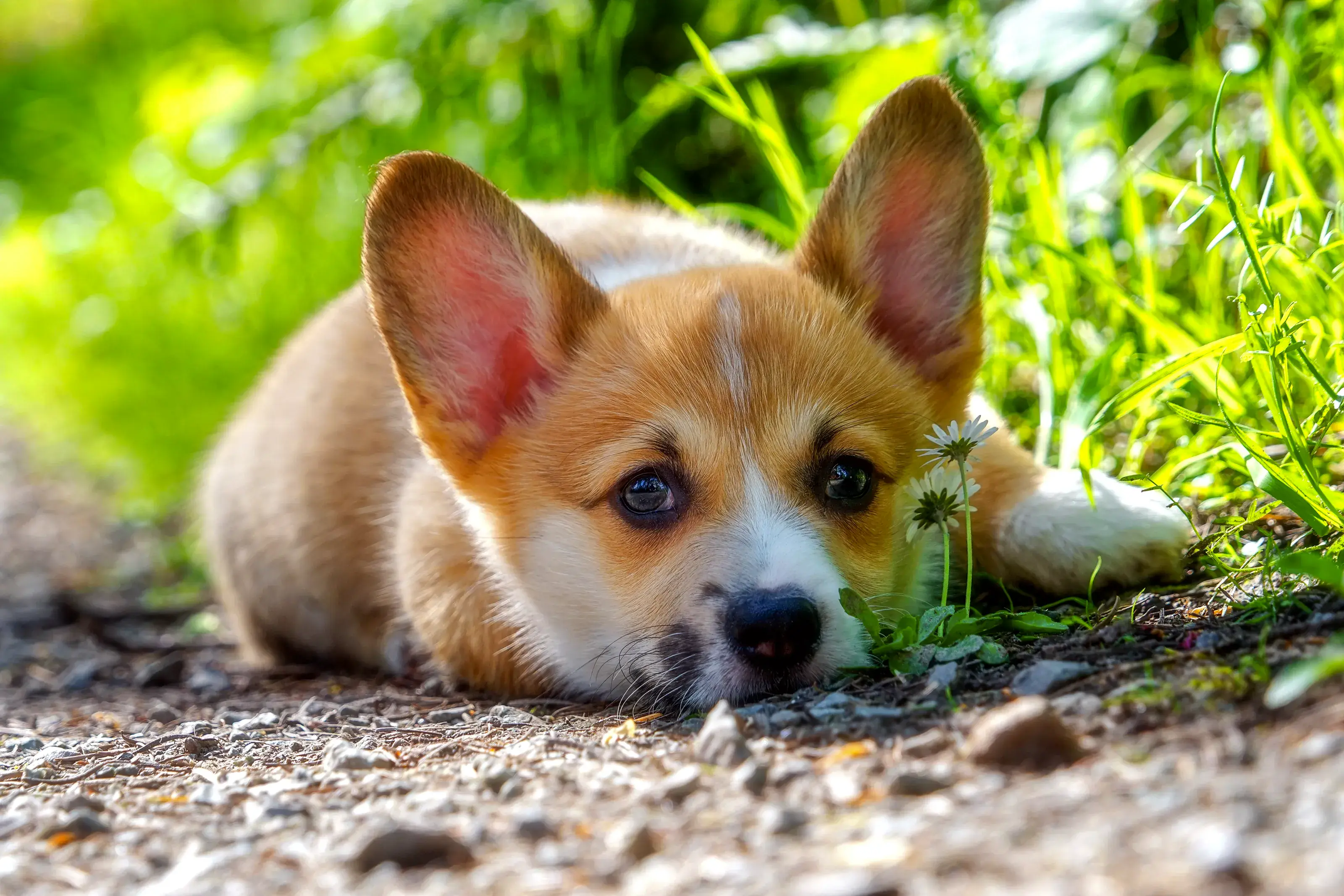 Pembroke Welsh Corgi Puppy